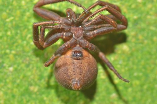 Réf. 309 036 : Xysticus emertoni